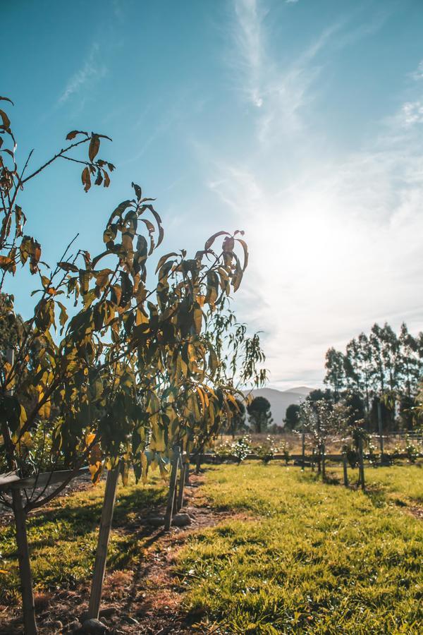 Woodside Orchard Greytown Exterior foto